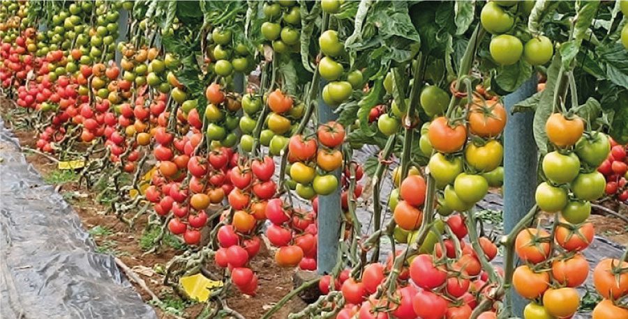 inv-tomates-01
