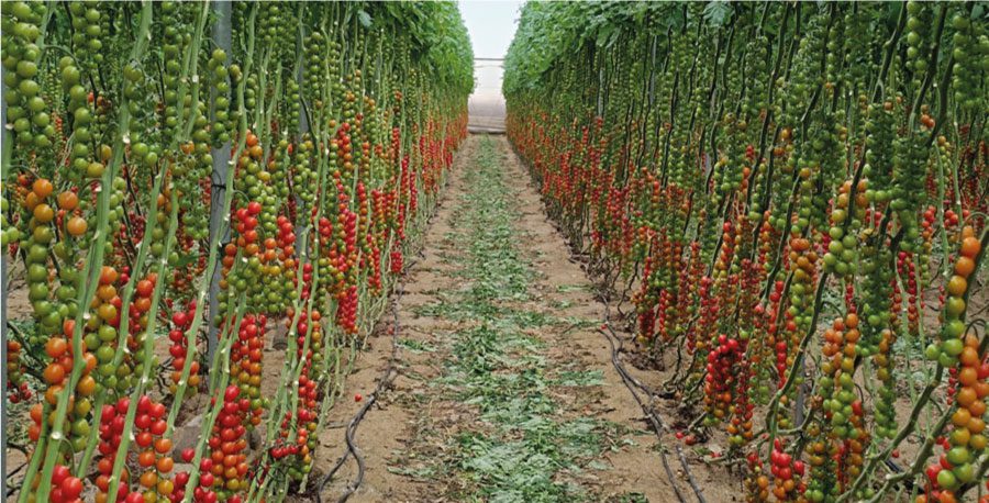 inv-tomates-02